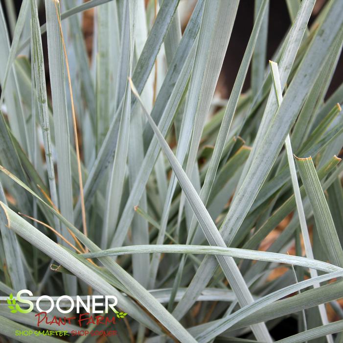 BLUE DUNE LYME GRASS