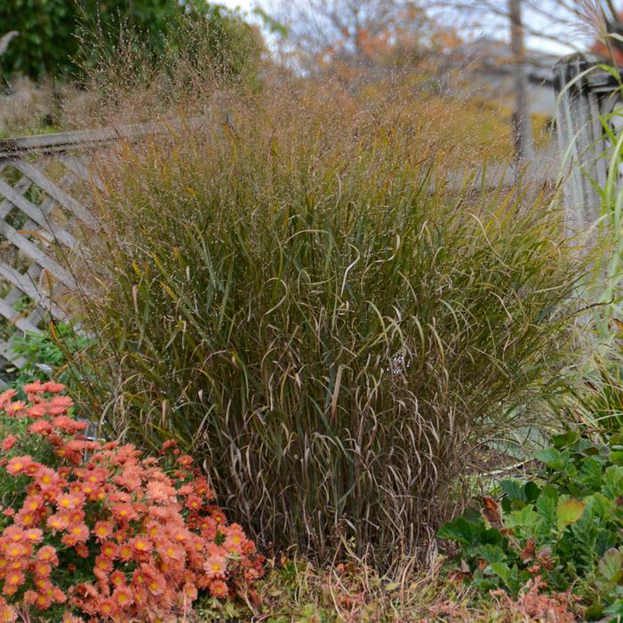 DUST DEVIL SWITCH GRASS