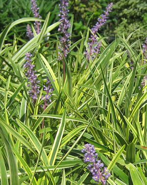 VARIEGATED LIRIOPE