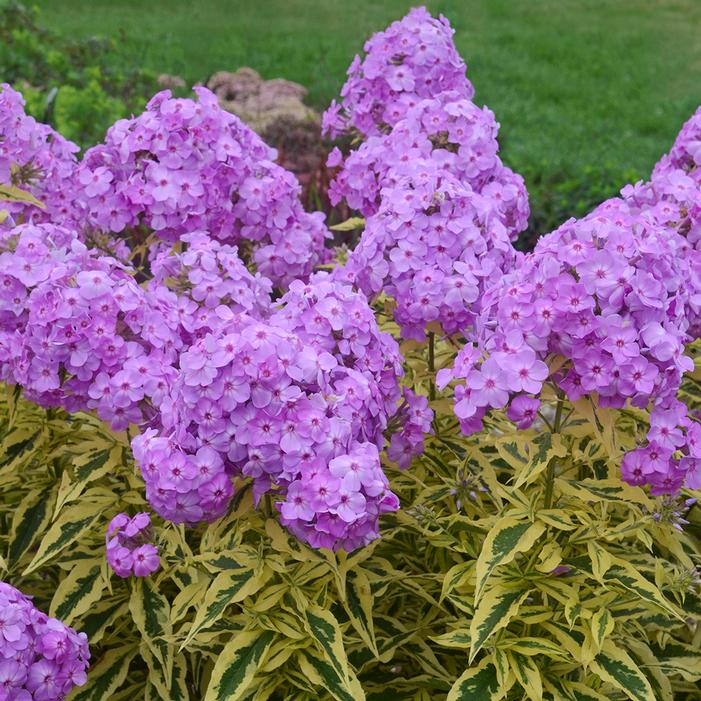 SHOCKWAVE GARDEN PHLOX