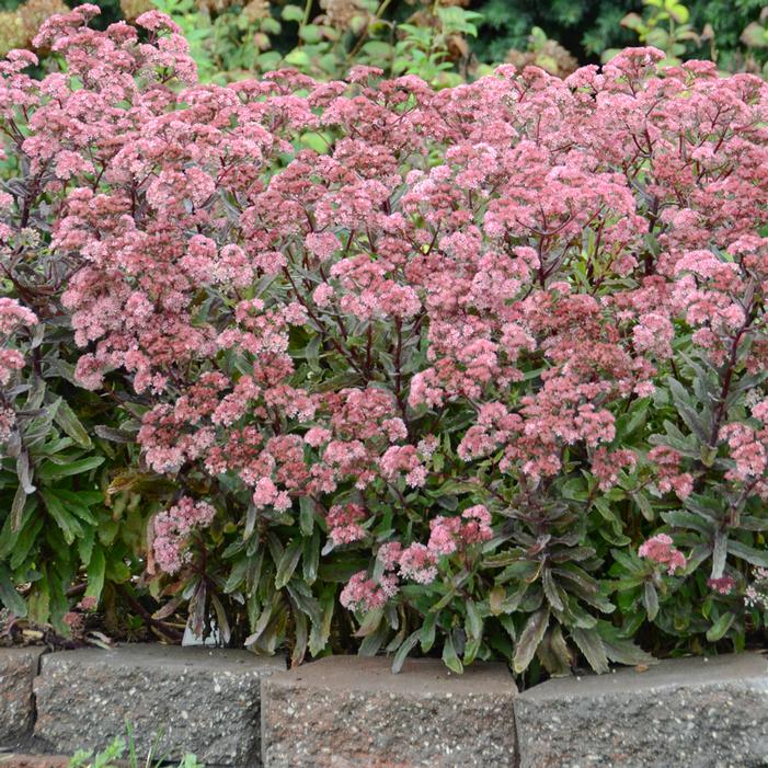 GARNET BROCADE SEDUM