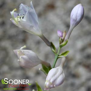 SHADOWLAND® AUTUMN FROST HOSTA