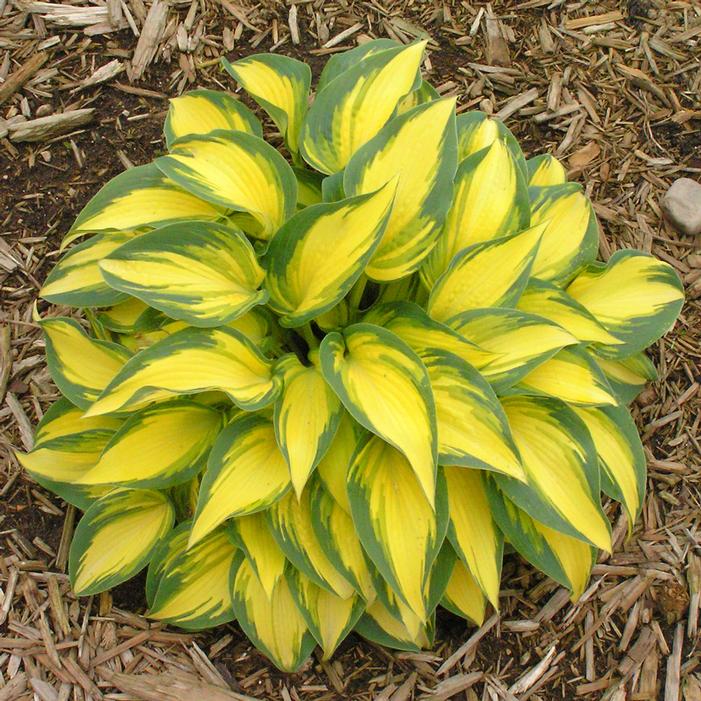 REMEMBER ME HOSTA