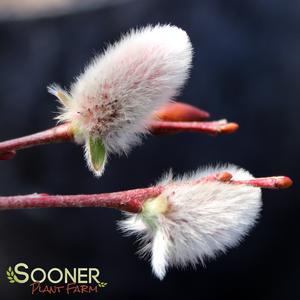 GIANT PUSSY WILLOW