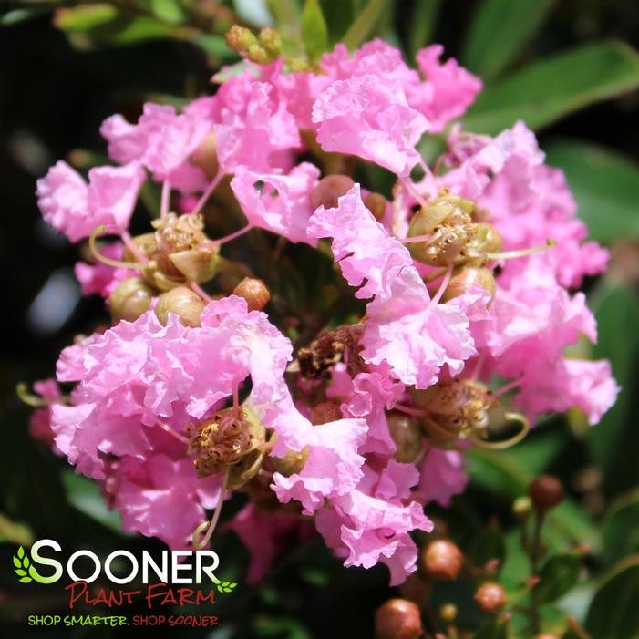 DAZZLE ME PINK® CRAPEMYRTLE