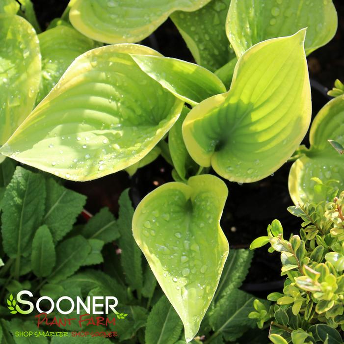 FRAGRANT BOUQUET HOSTA