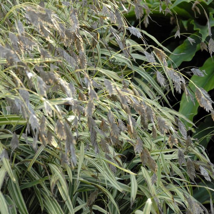 RIVER MIST SEA OATS