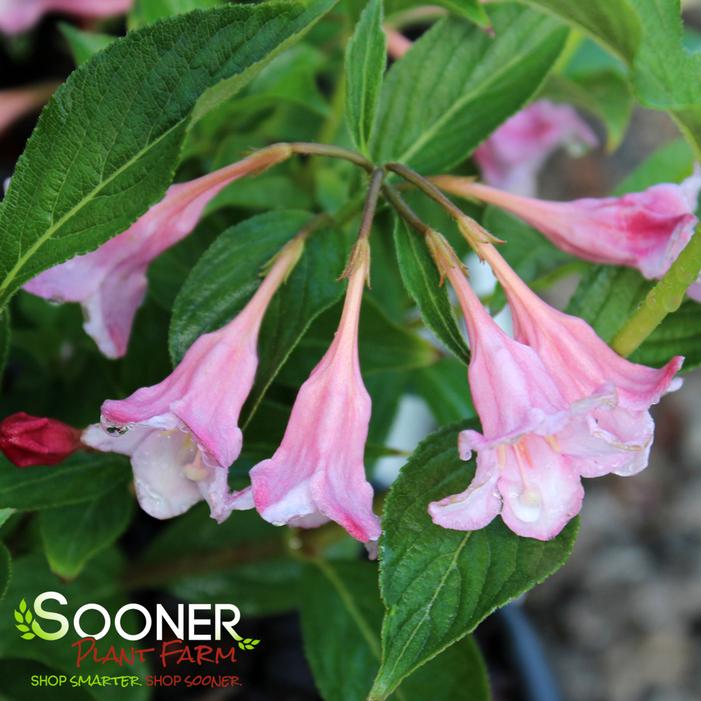 SONIC BLOOM® PINK WEIGELA