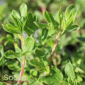 HAPPY FACE® WHITE POTENTILLA