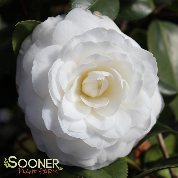 WHITE BY THE GATE CAMELLIA