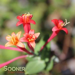 CORAL HONEYSUCKLE