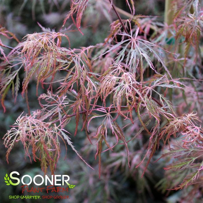 HANA MATOI WEEPING JAPANESE MAPLE