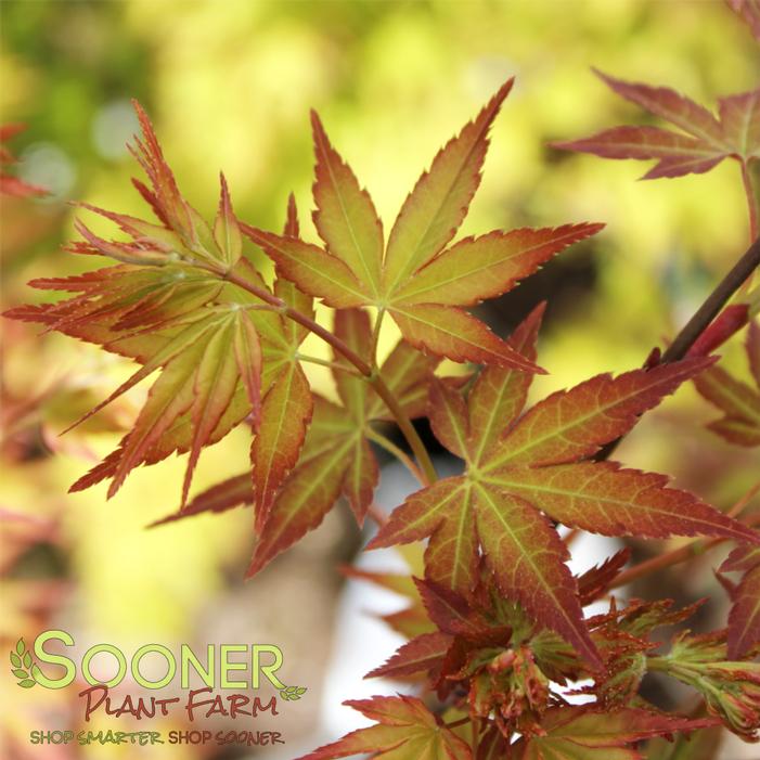 CALICO JAPANESE MAPLE