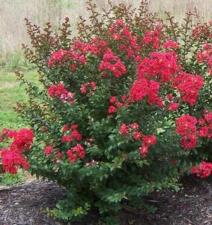 PRINCESS HOLLY ANN™ CRAPEMYRTLE