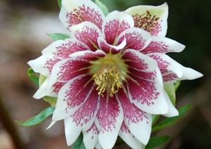 PAINTED DOUBLES WINTER JEWELS™ LENTEN ROSE