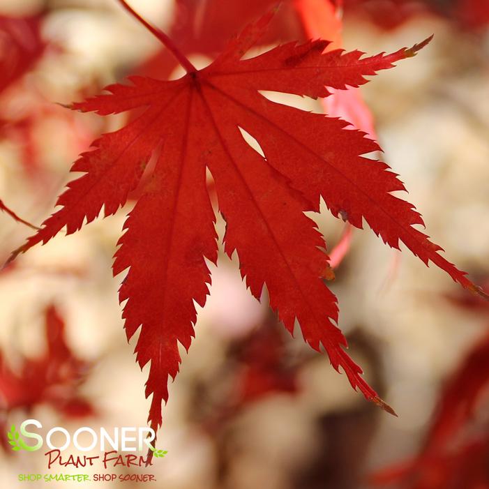 ARIADNE UPRIGHT JAPANESE MAPLE