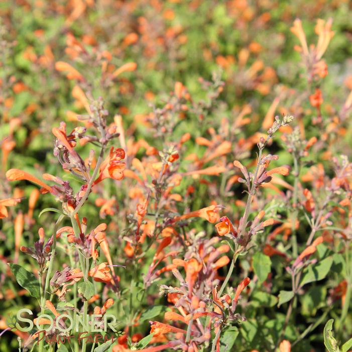 KUDOS™ MANDARIN HYSSOP