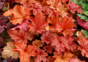 PAPRIKA CORAL BELLS