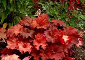 RIO CORAL BELLS