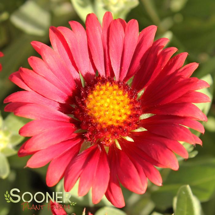 ARIZONA RED SHADES BLANKET FLOWER