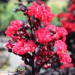 BLACK DIAMOND® BEST RED CRAPEMYRTLE