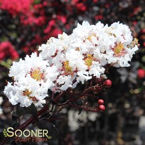 BLACK DIAMOND® PURE WHITE CRAPEMYRTLE