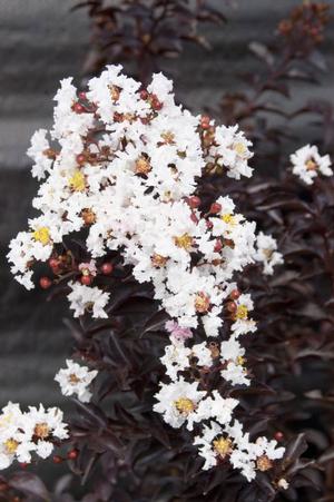 MOONLIGHT MAGIC™ CRAPEMYRTLE