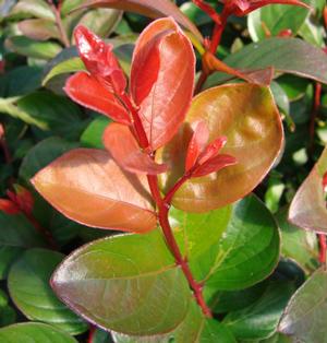 PURPLE MAGIC CRAPEMYRTLE