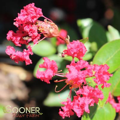 STRAWBERRY DAZZLE® CRAPEMYRTLE