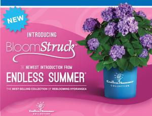 ENDLESS SUMMER® BLOOMSTRUCK® HYDRANGEA