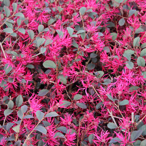 GARNET FIRE™ LOROPETALUM