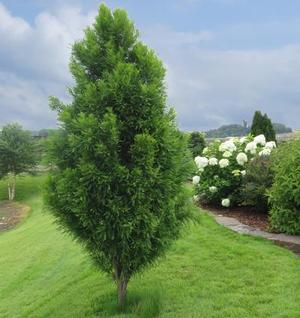 LINDSEY'S SKYWARD™ BALD CYPRESS