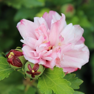 Peppermint Smoothie™ Althea | Sooner Plant Farm