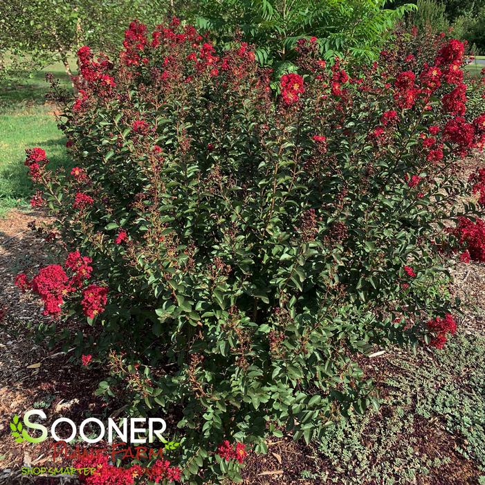 DOUBLE FEATURE® CRAPEMYRTLE