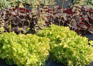 LIME RUFFLES™ CORAL BELLS