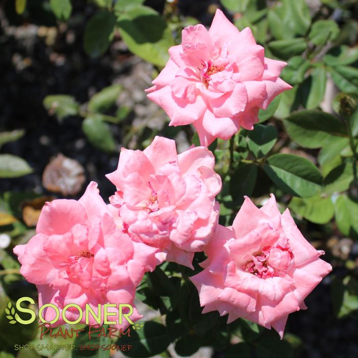 Rosa x 'Queen Elizabeth'