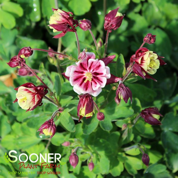 WINKY RED & WHITE COLUMBINE