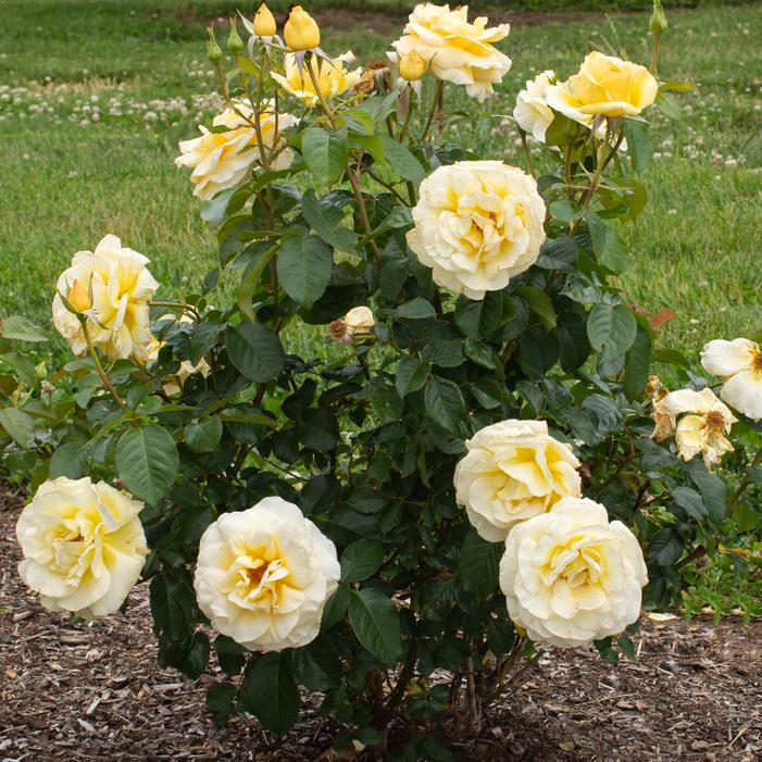 SUNSHINE DAYDREAM™ GRANDIFLORA ROSE