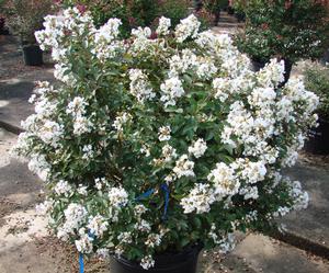 ENDURING SUMMER™ WHITE CRAPEMYRTLE