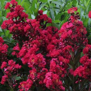 ENDURING SUMMER™ RED CRAPEMYRTLE