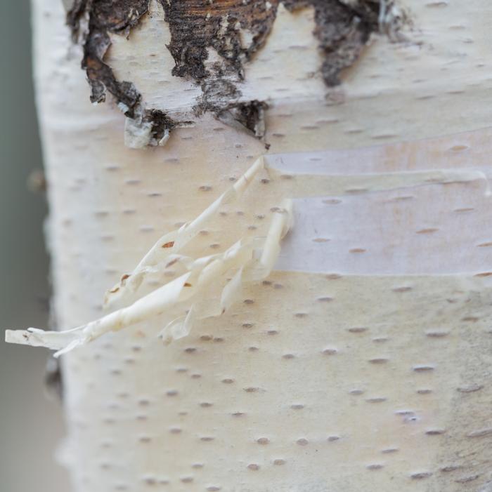 PARKLAND PILLAR® BIRCH