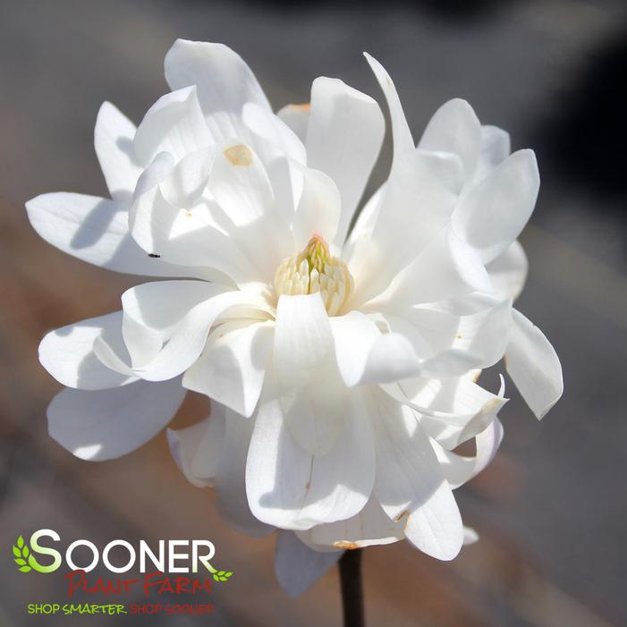 CENTENNIAL BLUSH™ STAR MAGNOLIA