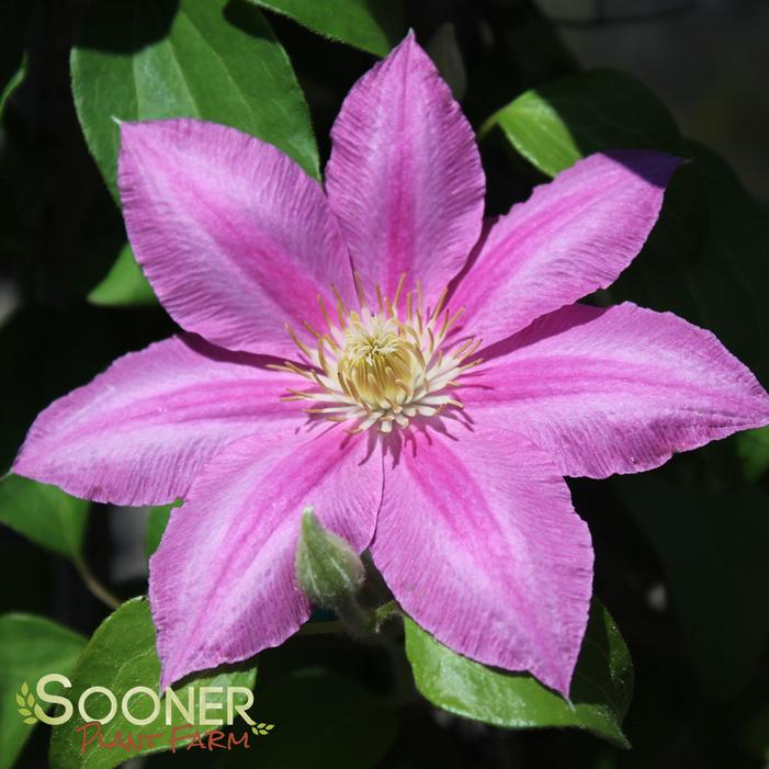 ABILENE™ CLEMATIS