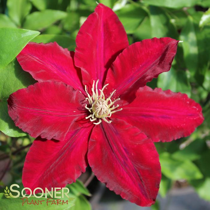 REBECCA™ CLEMATIS