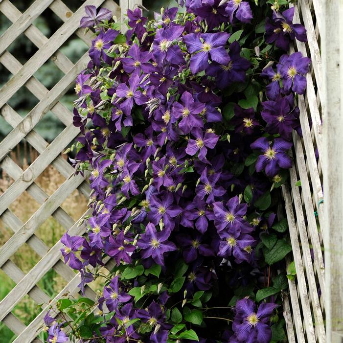 JACKMANII SUPERBA CLEMATIS