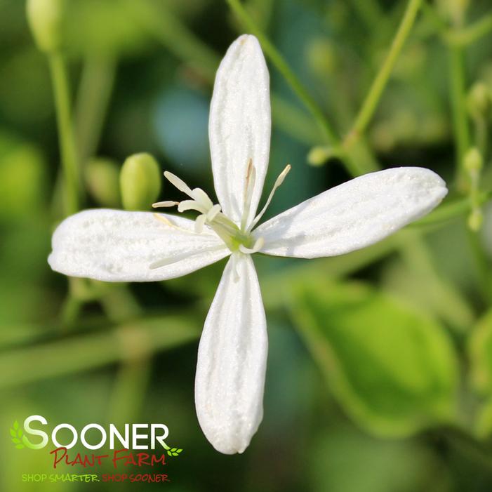 PANICULATA CLEMATIS