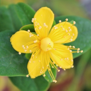 PUMPKIN ST. JOHN'S WORT