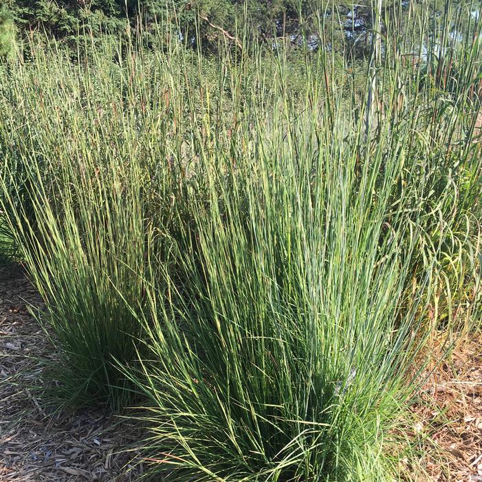 BLAZE LITTLE BLUESTEM