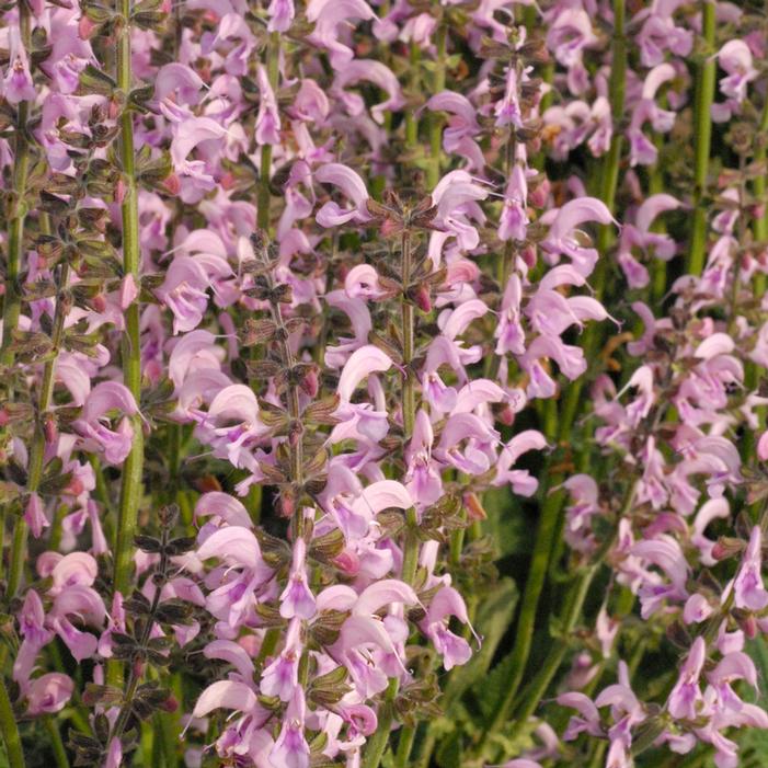 EVELINE MEADOW SAGE