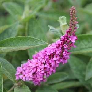 LO & BEHOLD® PINK MICRO CHIP BUTTERFLY BUSH